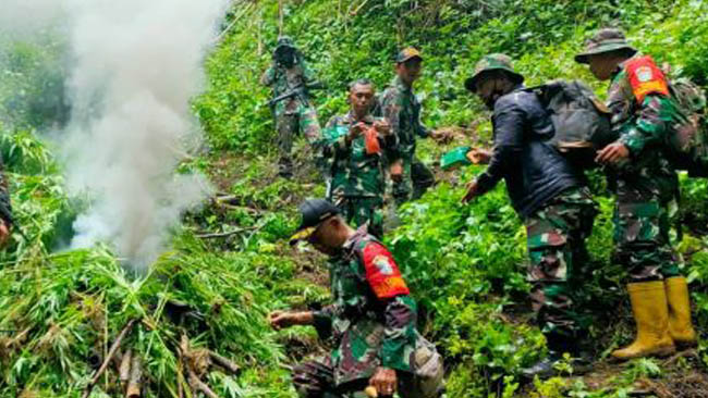 Personil TNI Temukan Ladang Ganja Berusia 5 Bulan di Pegunungan Tangse 