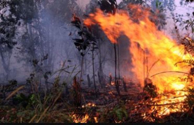 Terjadi Kebakaran Hutan Jati di Taman Nasional Baluran Situbondo!