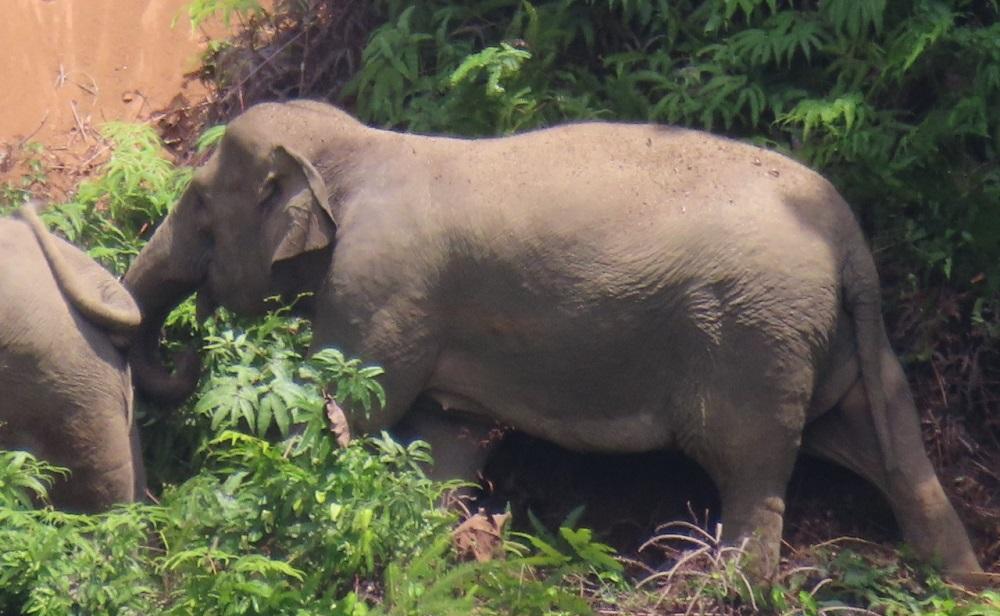 Menegangkan! Digiring Masuk Hutan, Eh 18 Ekor Gajah Balik Menggiring Petugas