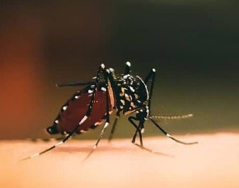 Cara Ampuh Membunuh 'Serangan' Nyamuk di Kamar, Gatel-gatel Hilang Deh!