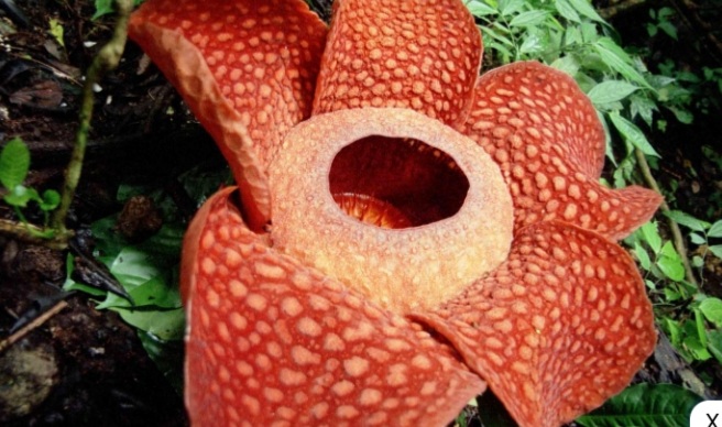 Wow! Bunga Rafflesia Arnoldii Mekar di Luar Habitatnya