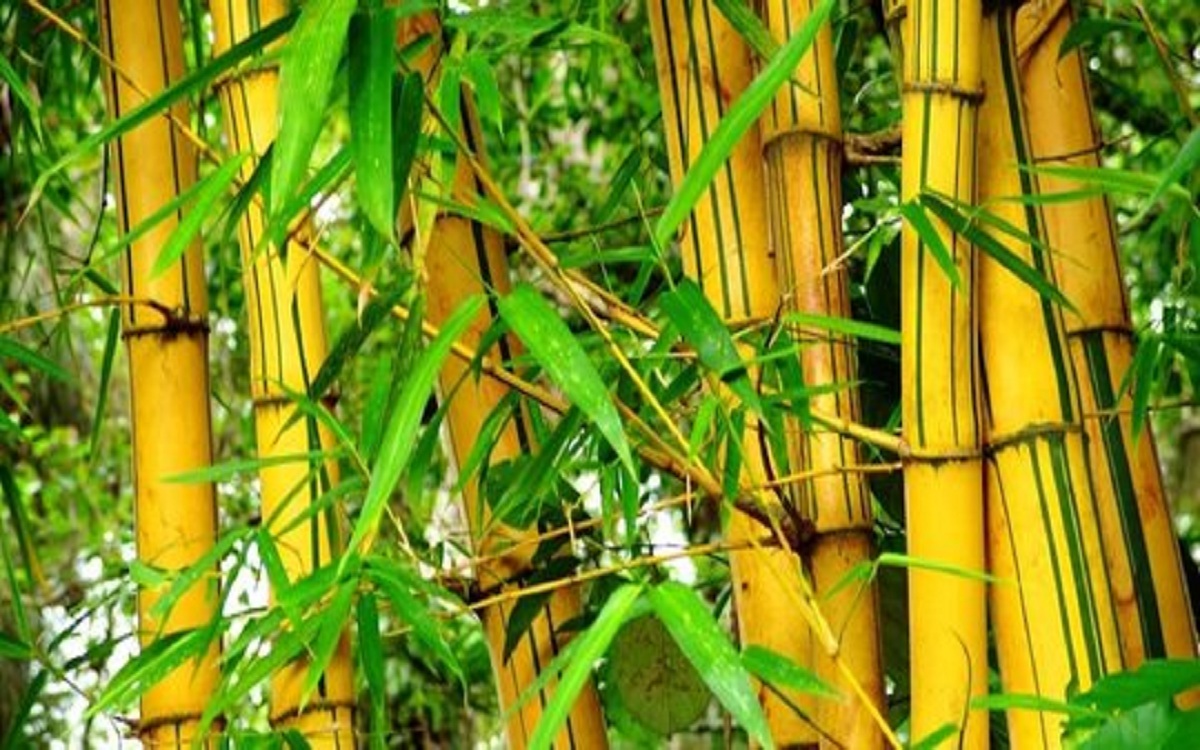 Simak 3 Manfaat Tanam Bambu Kuning di Rumah Menurut Orang Jawa