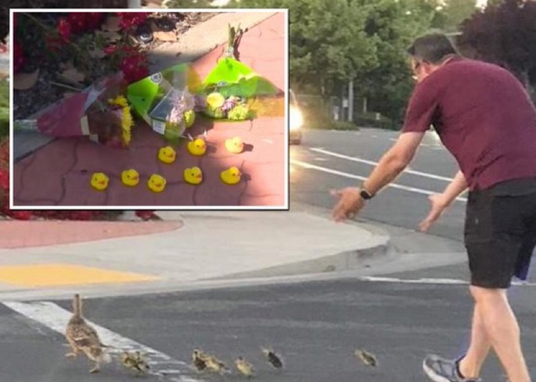 Tragis! Detik-detik Seorang Pria Tewas Ditabrak Mobil Saat Membantu Bebek Menyeberang Jalan