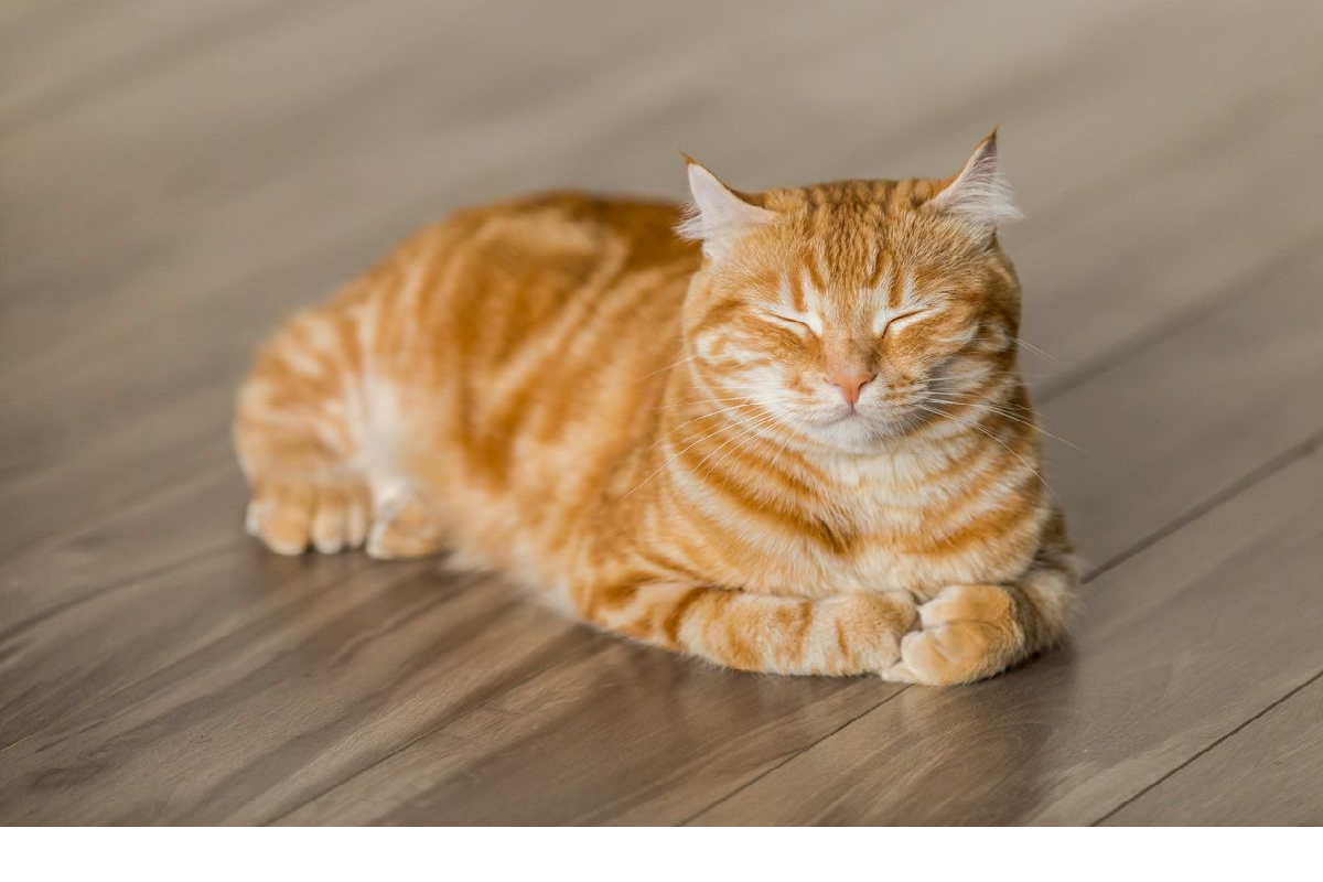 Kucing Peliharaan Mengalami Stres? Cat Lovers Merapat, Begini Trik Mengatasinya