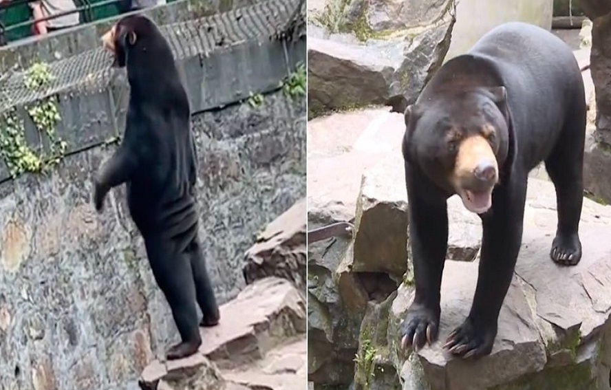 Beruang Madu di Kebun Binatang China Ini Dituduh Bukan Hewan Asli, Tapi Berisi 'Manusia Berkostum'