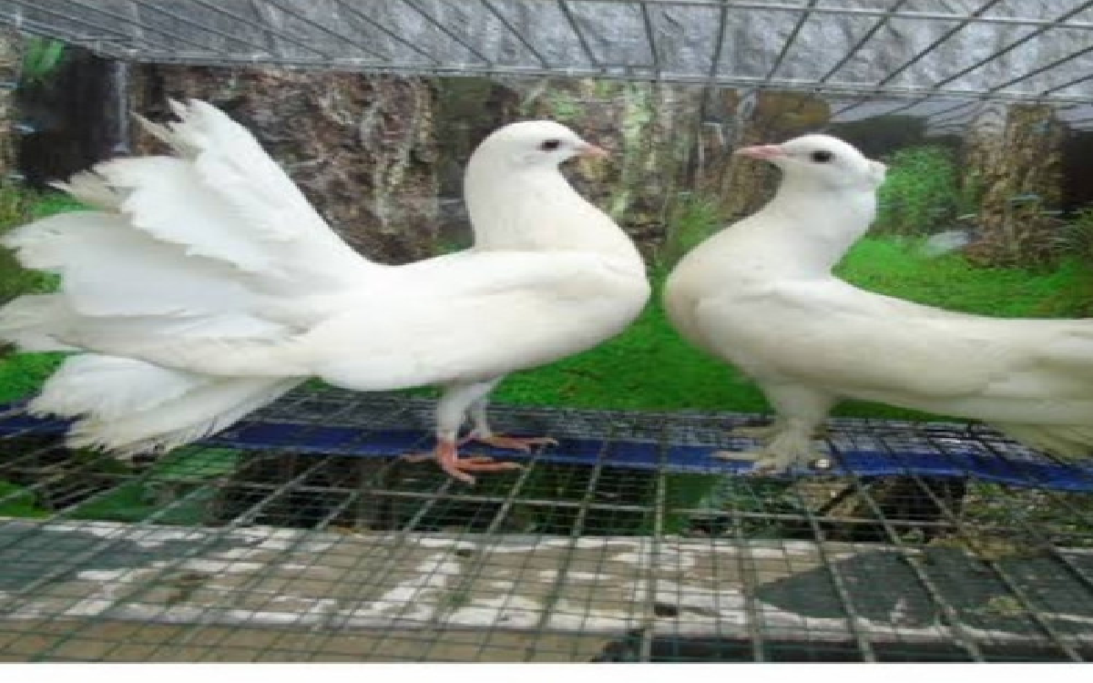 Menurut Primbon Jawa Pelihara Burung Ini Bisa Datangkan Rezeki dari Berbagai Arah