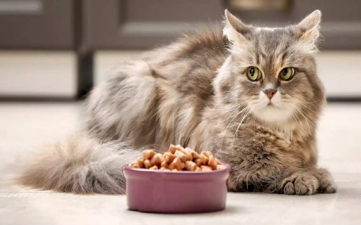 6 Makanan yang Ampuh Menaikan Nafsu Makan Kucing