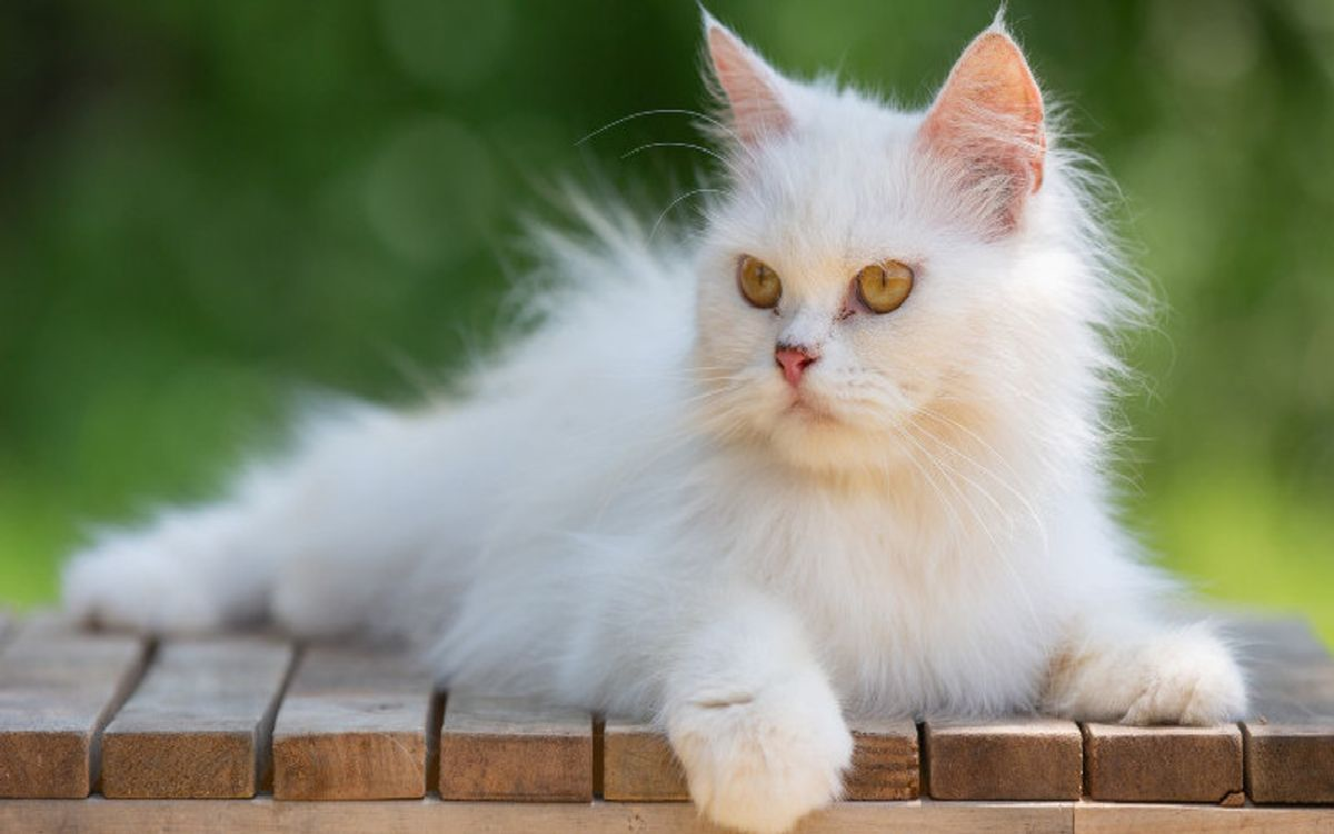 Tips Aman Meninggalkan Kucing Sendirian di Rumah, Jaga Biar Nggak Ngereog!