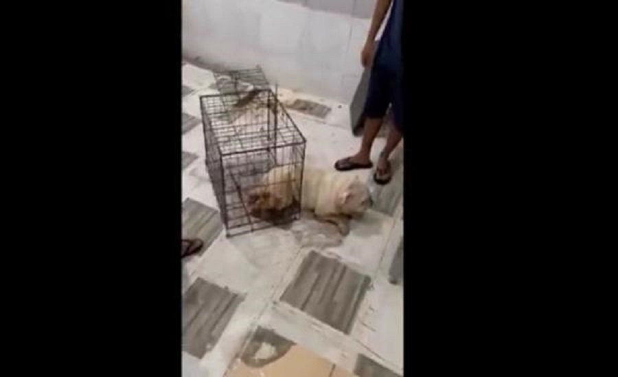 Tega Banget Anjing Disiksa Sampai Mati Oleh Penjaga Petshop, Video Viral di Sosmed