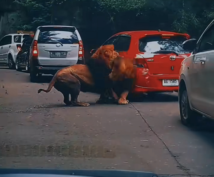 Netizen Geger! 2 Ekor Singa Bikin Penyok Mobil di Taman Safari