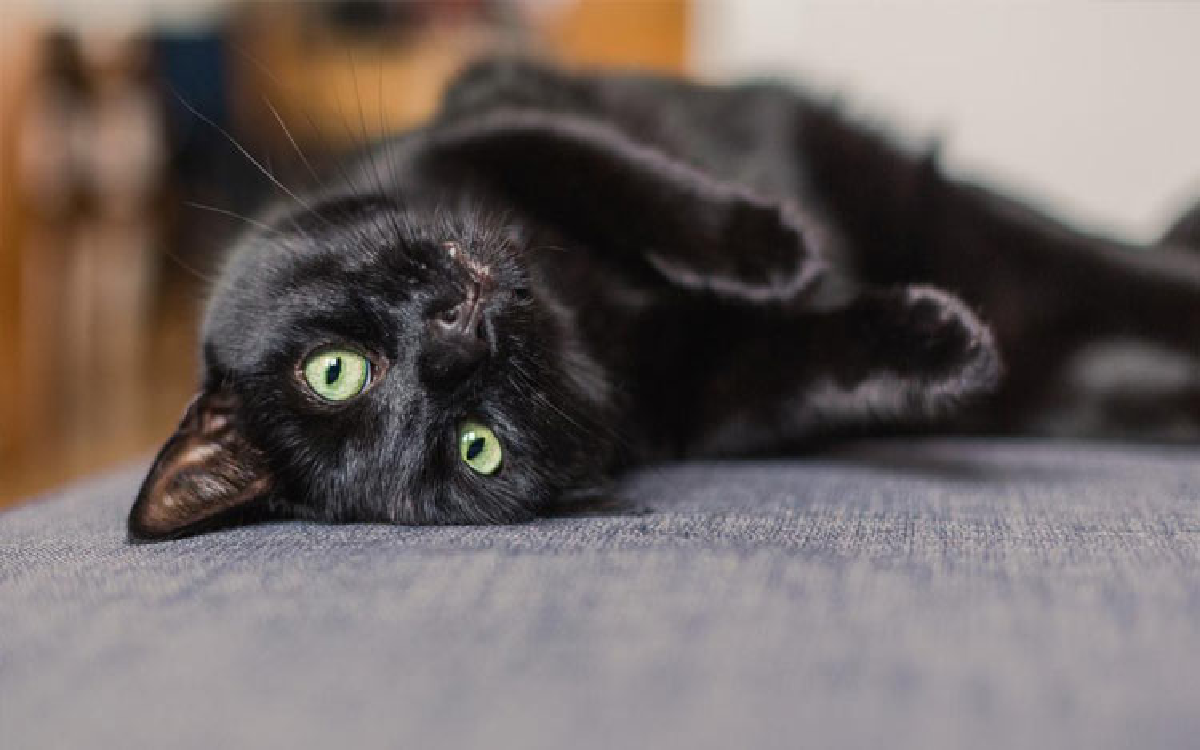 Merinding! Ini Dia Mitos Tentang Seekor Kucing Hitam yang Katanya Bisa Bikin Sial