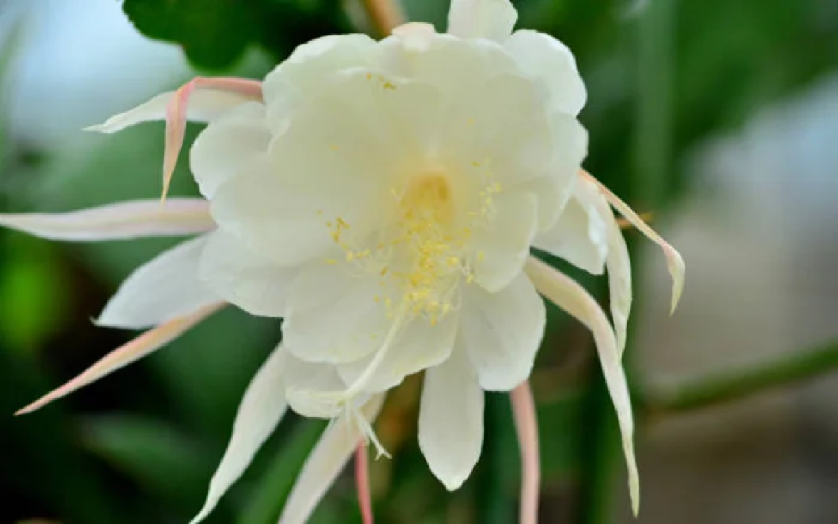 Bunga Ini jadi Tumbuhan 'Kesayangan' Nyi Roro Kidul, Awas Didatangi
