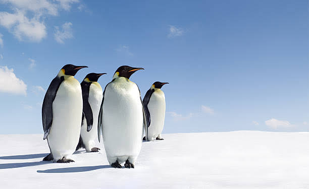 Ribuan Anak Pinguin Kaisar Mati karena Es di Antartika Terus Mencair