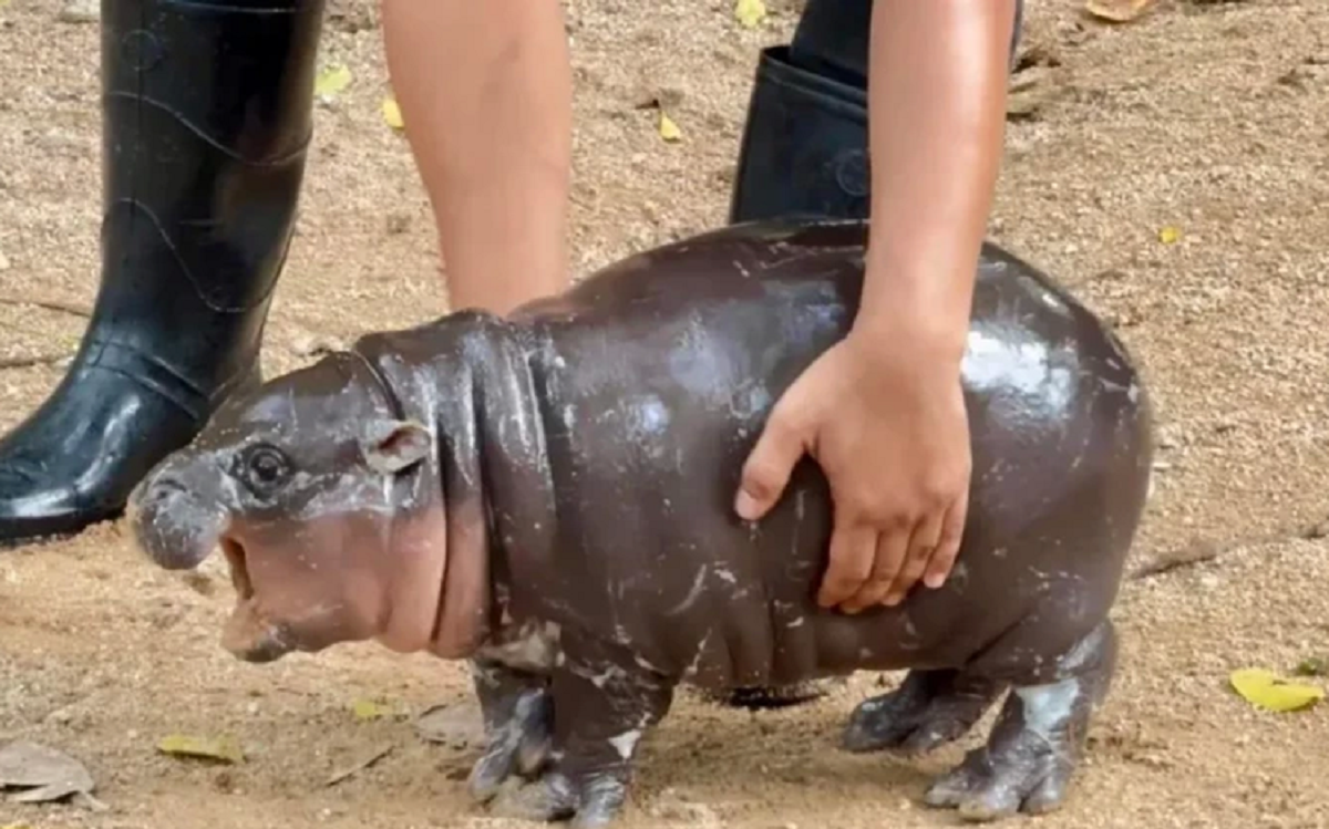 Moo Deng, Si Bayi Kudanil di Thailand yang Lagi Viral dengan Julukan 'Babi Begoyang'