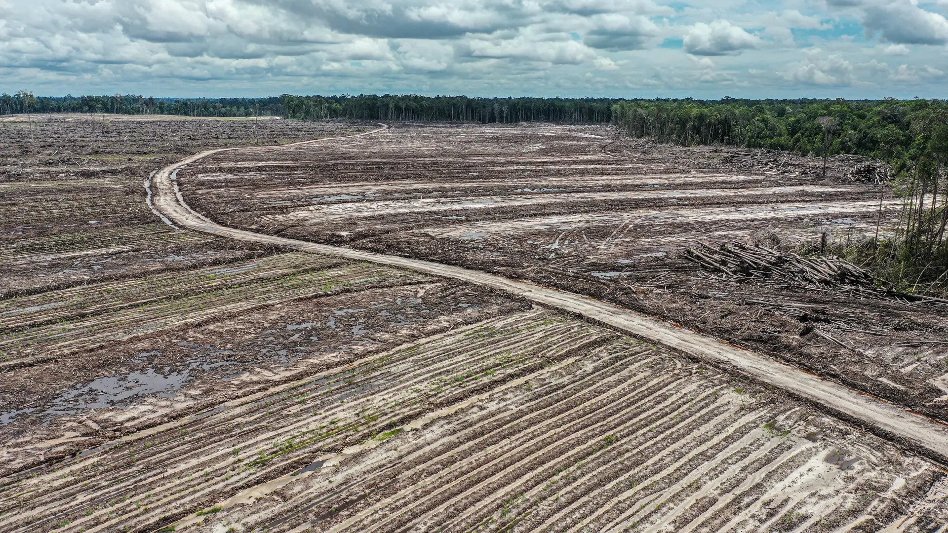 Kata Jokowi, Gerindra, dan Pengamat Soal Proyek Food Estate yang Disebut 'Kejahatan Lingkungan'