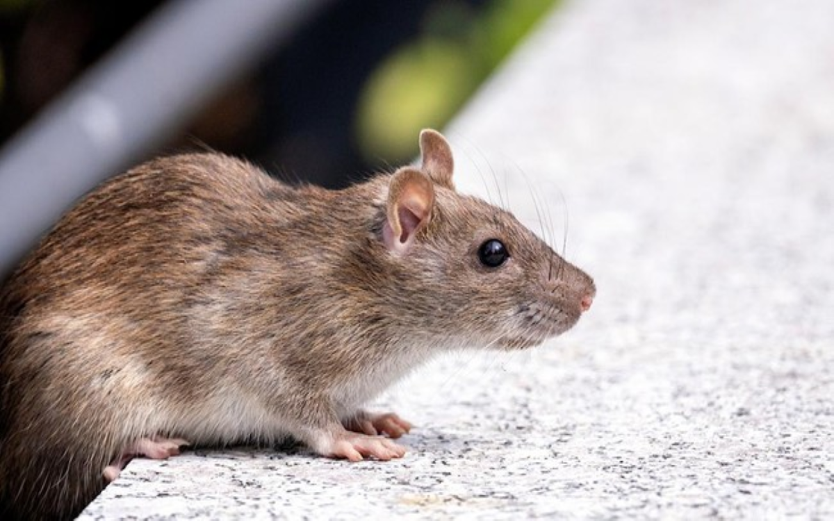 Inilah Pertolongan Pertama Pasca Digigit Tikus, Obati Jika Tak Ingin Infeksi Tetanus