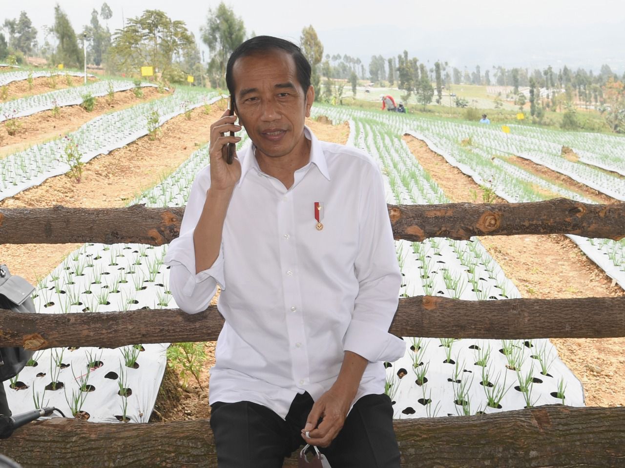 Presiden Jokowi Cabut Subsidi Minyak Goreng Curah, Ini Penjelasannya
