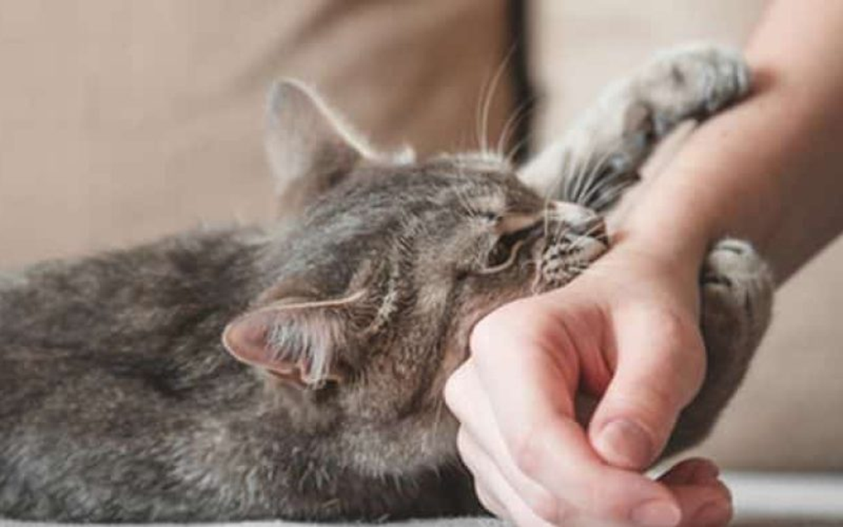 8 Cara Ampuh Terbukti Mengtasi Luka AKibat Gigitan Kucing, Jangan Dianggap Sepele!