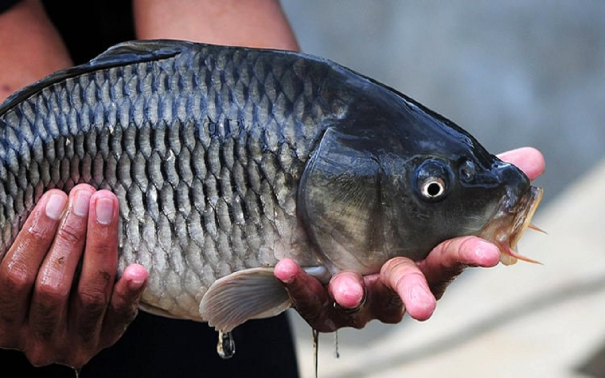 5 Umpan Mancing Ikan Mas Terbaik yang Gampang Dicari, Pasti Langsung Strike!
