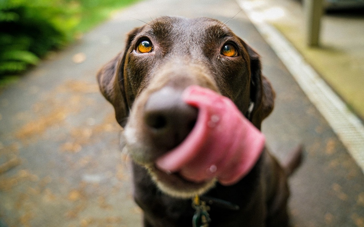 Jangan Panik! Begini Cara Mensucikan Najis Air Liur Anjing