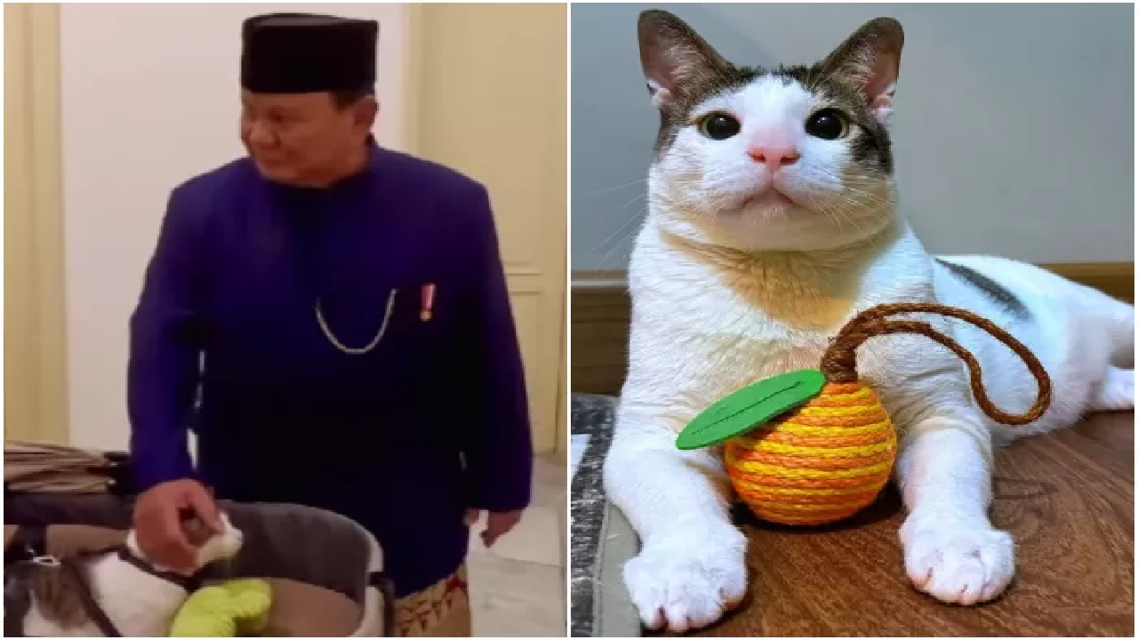 Prabowo Bawa Kucing Bobby Kertanegara Saat Dilantik Jadi Presiden, Mau Lihat Kamarnya?