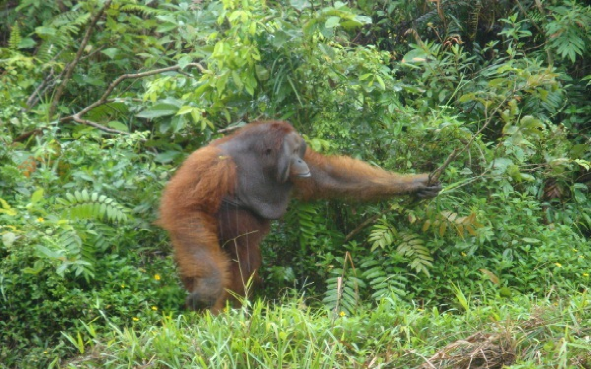 Viral! Orang Utan Setinggi Atap Rumah Kabur dari Habitatnya