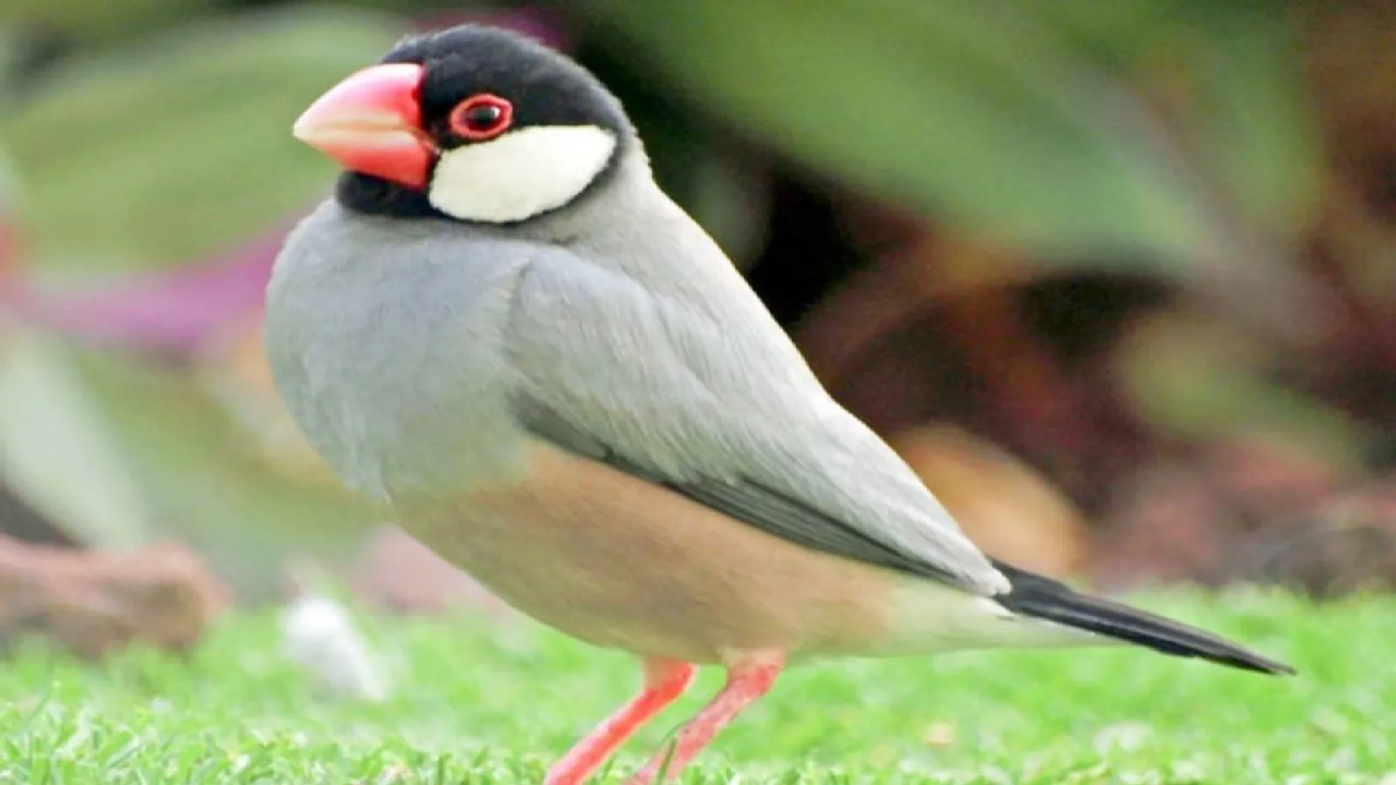 5 Jenis Burung yang Bisa Datangkan Rezeki Menurut Primbon Jawa