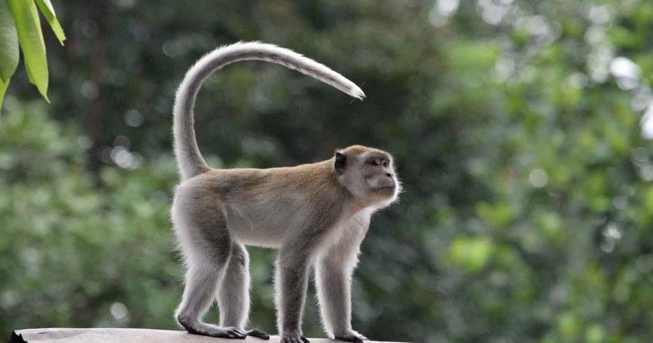 Waduh, Lepas dari Kandang, 2 Ekor Monyet Gigit Anak Kecil, Tim Damkar Bekasi: Diduga Keduanya Terkena Penyakit Hewan