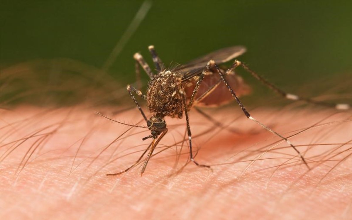 5 Jenis Tanaman Pengusir Nyamuk Terampuh di Dunia