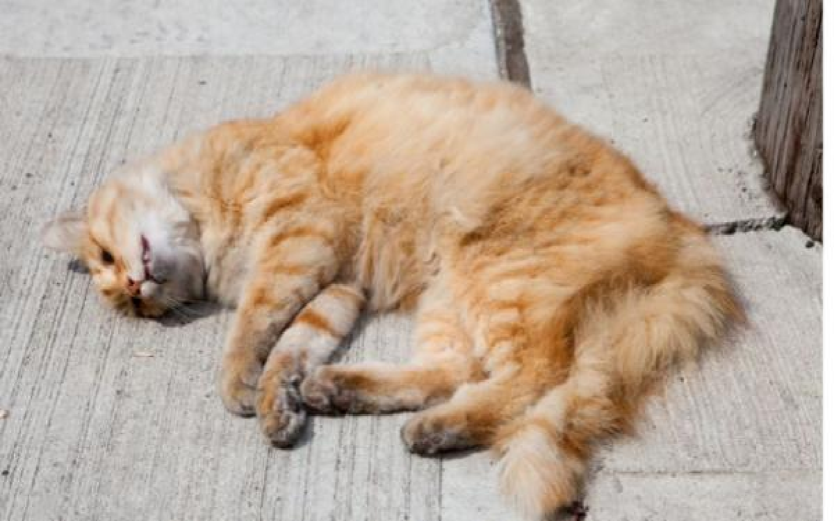 Mitos atau Fakta Nabrak Kucing Bisa Bikin Hidup Auto Sial? Buya Yahya Berikan Penjelasan
