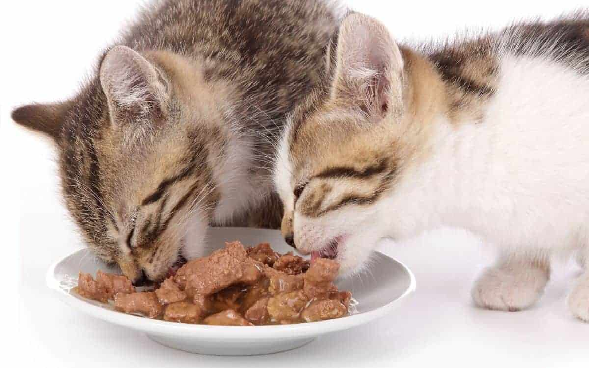 7 Makanan Basah 'Wet Food' Terbaik untuk Kucing Kesayangan, Bikin Anabul Lahap Yuk!