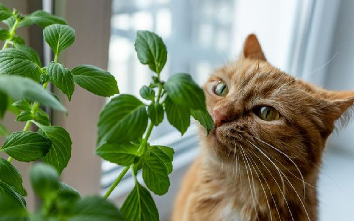 5 Tanaman Sehat untuk Kucing Peliharaan, Bikin Anabul Happy!