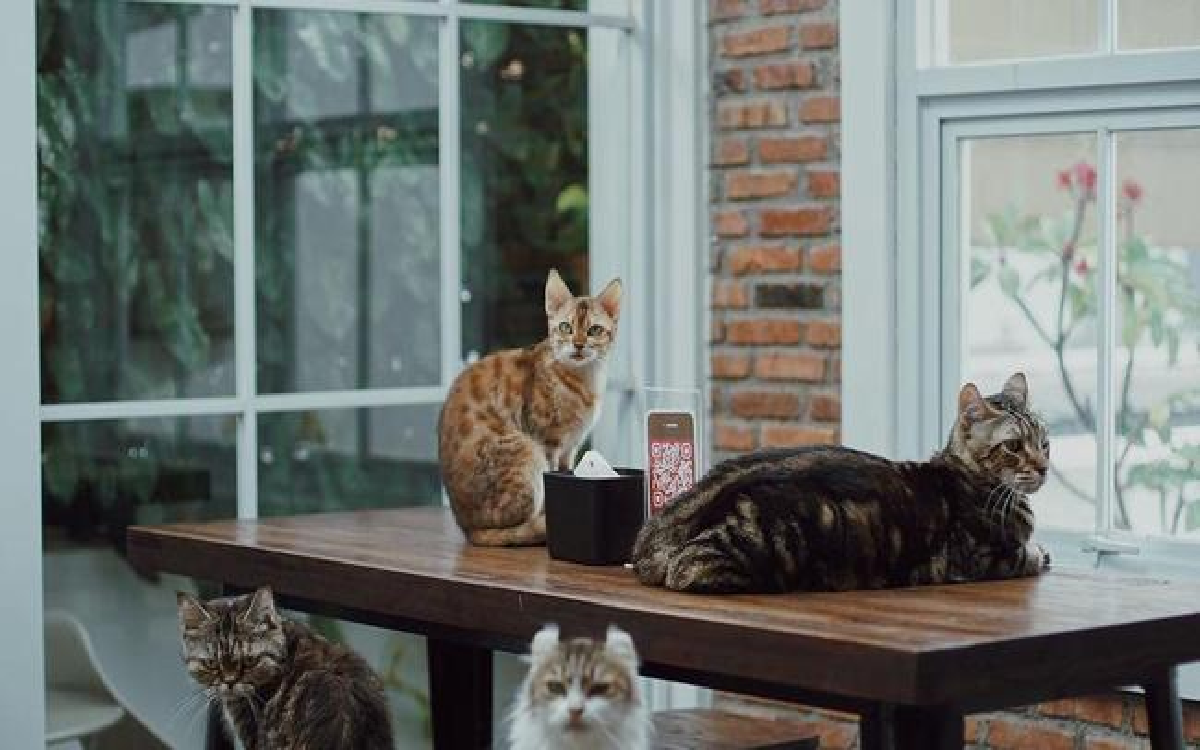 Cat Lover Yuk Merapat, Ini Kafe Kucing di Jabodetabek yang Bisa Kamu Kunjungi