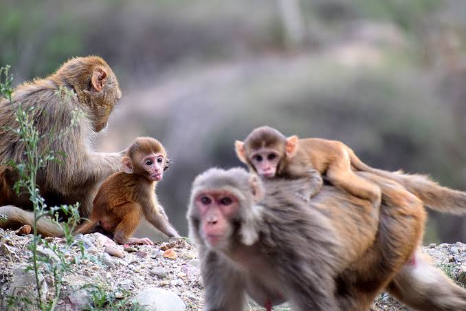 India Siapkan Pasukan Khusus Demi Amankan KTT G20 dari Serangan Kawanan Monyet