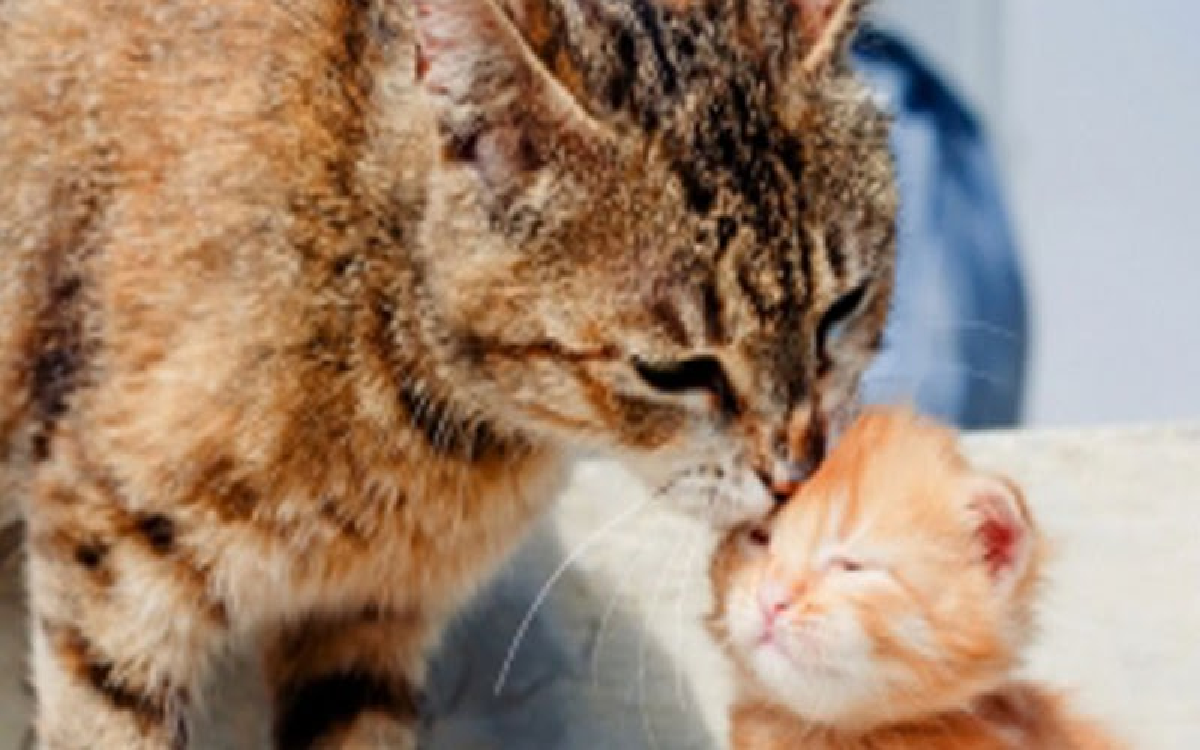 Kok Sering Banget Induk Kucing Makan Anaknya Sendiri Pas Baru Melahirkan? Ini Jawabannya 