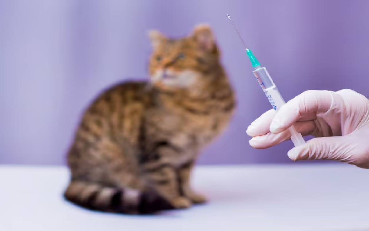 Mau Adopsi Kucing? Tunggu Dulu, Coba Pahami 3 Vaksin Wajib untuk Anabul Kalian