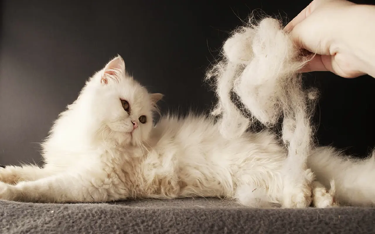 Mengerikan! 7 Bahaya Bulu Kucing, Awas Bisa Bikin Wanita Hamil Keguguran