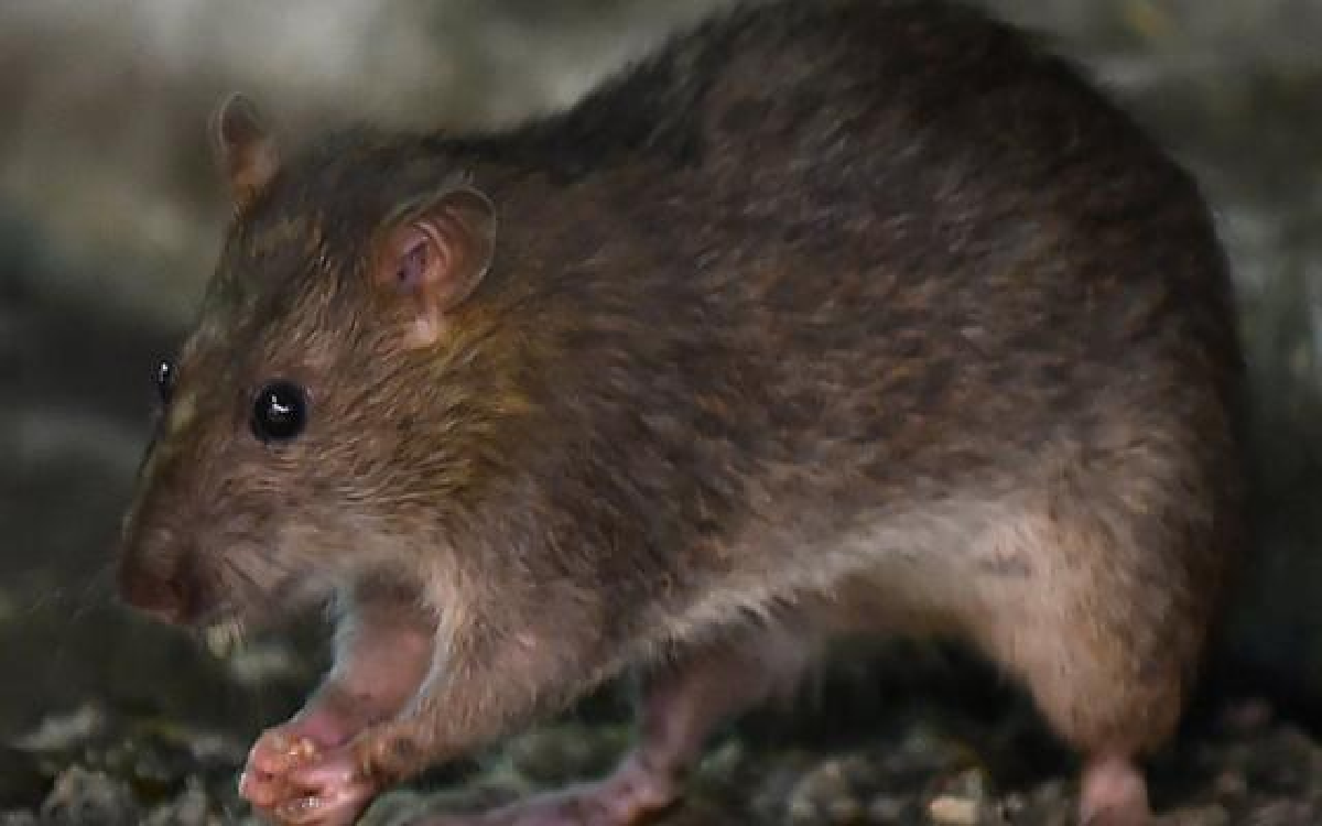 7 Bahan Alami Pengusir Tikus Dijamin Tikus Pergi dari Rumah
