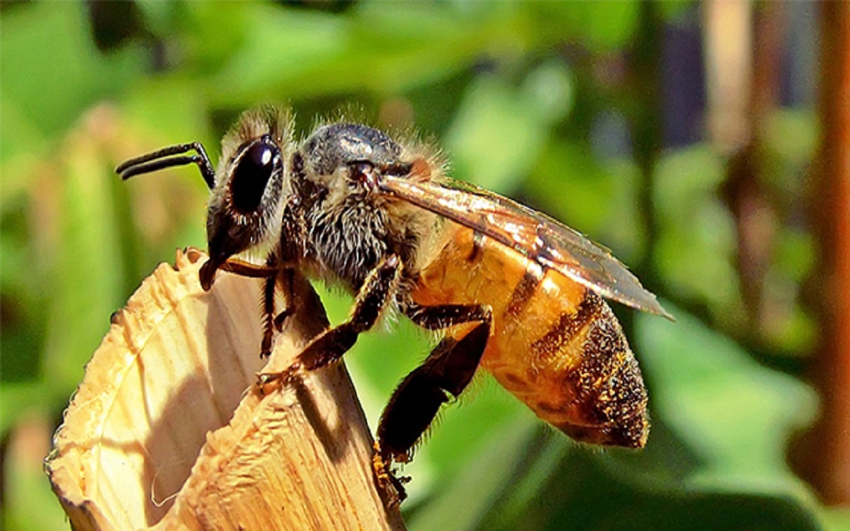 Mimpi Disengat Lebah? Bisa Jadi Tanda Keberuntungan Loh