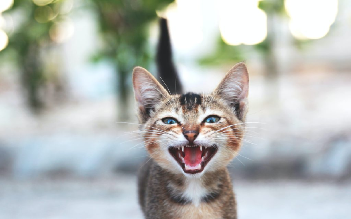 Ini 5 Cara Alami Steril Kucing Tanpa Perlu Mengeluarkan Biaya, Hemat Dompet