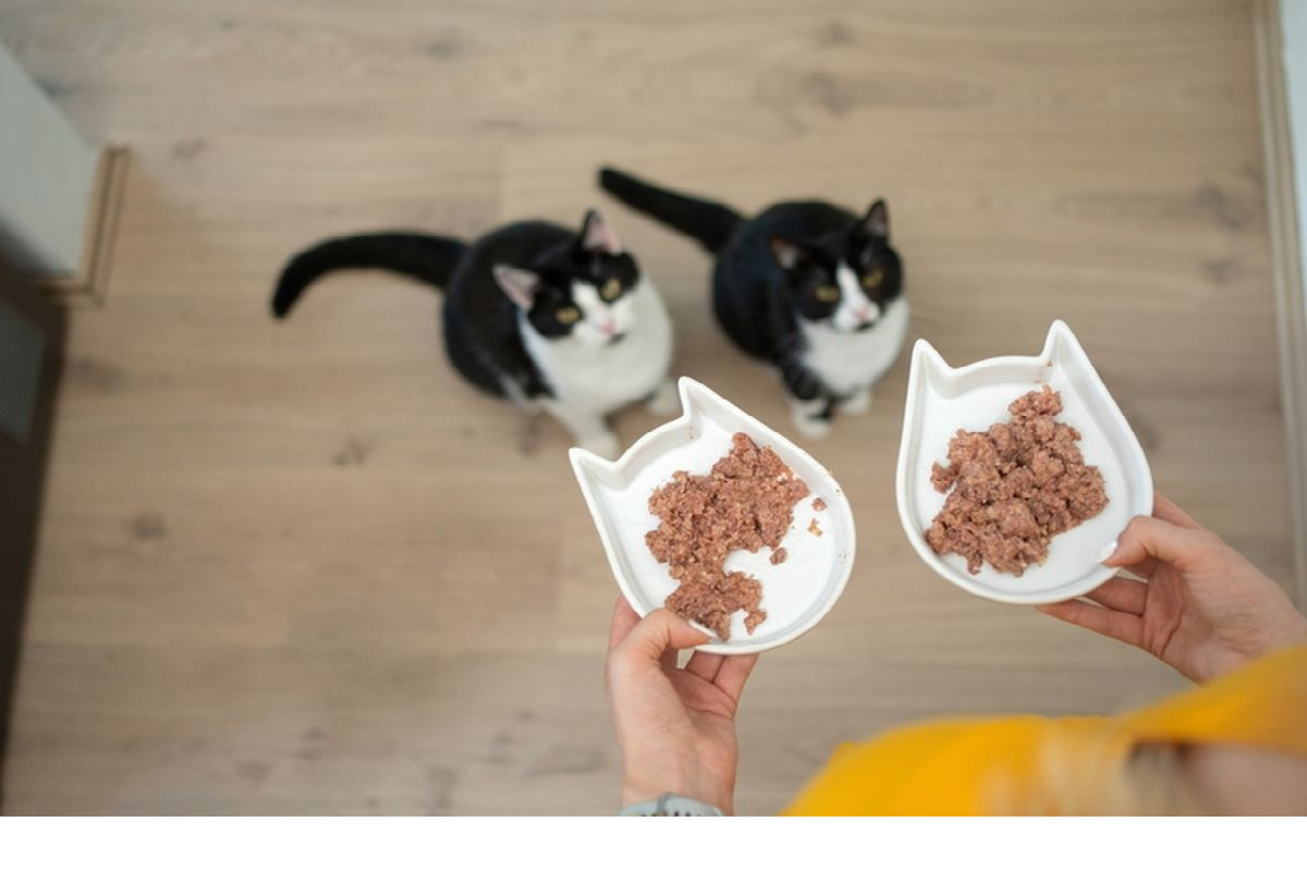 Kucing Lebih Suka Makanan Kering atau Basah? Begini Faktanya