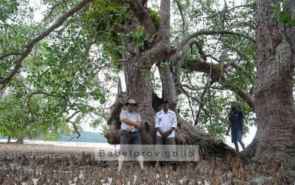 Menengok Pesona Pulau Langer Belitung, Pohon Mangrove Berusia 787 Tahun