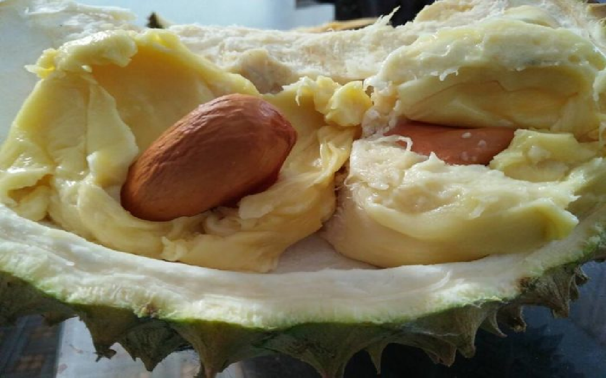 Jangan Langsung Dibuang, Ada 4 Manfaat Biji Durian yang Wajib Kamu Ketahui!