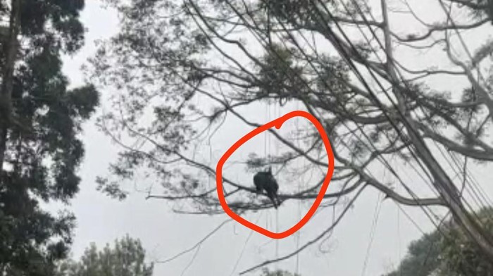 Alhamdulillah Berhasil Dievakuasi! Atlet Paralayang Tersangkut di Pohon di Cisarua, Kabupaten Bogor