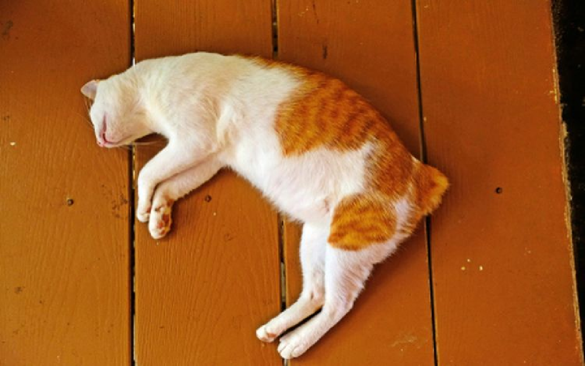 5 Tanda Kucing Akan Mati, Salah Satu Tandanya Mengilangkan Diri?