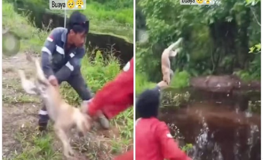 Viral, Anjing Dibuang ke Sungai Untuk Dimakan Buaya