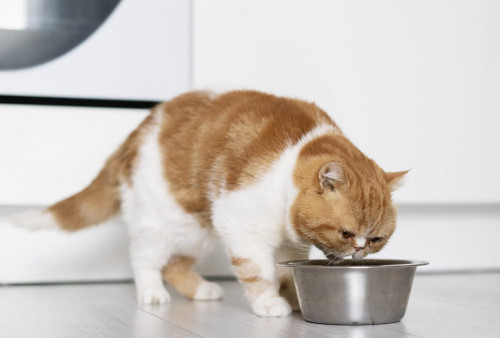 7 Tips Perawatan Kucing yang Susah Banget Makan, Yuk Bikin Anabul Lahap Lagi