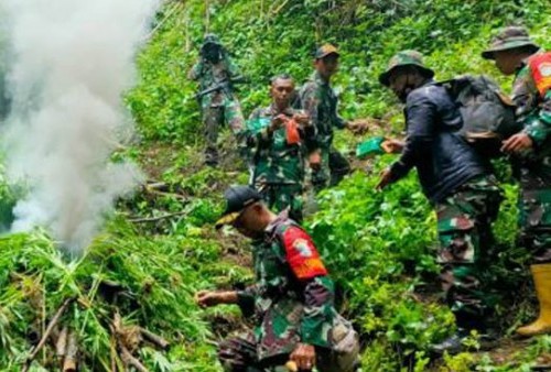 Personil TNI Temukan Ladang Ganja Berusia 5 Bulan di Pegunungan Tangse 
