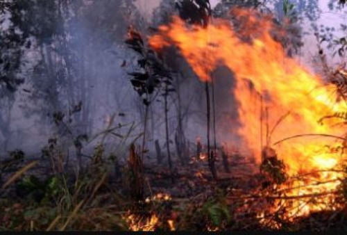 Terjadi Kebakaran Hutan Jati di Taman Nasional Baluran Situbondo!