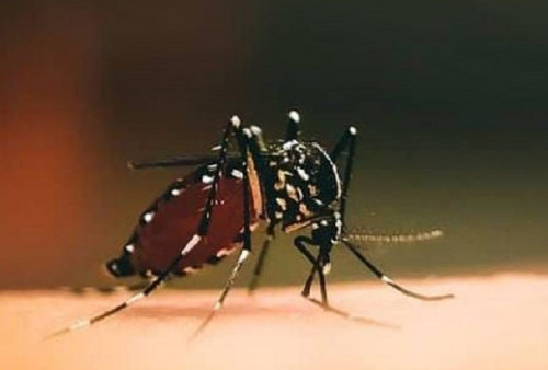 Cara Ampuh Membunuh 'Serangan' Nyamuk di Kamar, Gatel-gatel Hilang Deh!